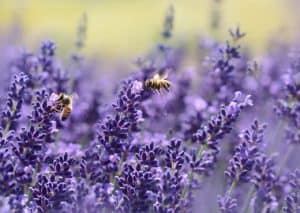 honey bee taking back pollen to the hive