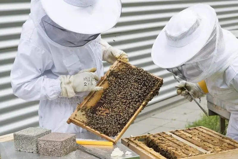 How to start a bee farm business